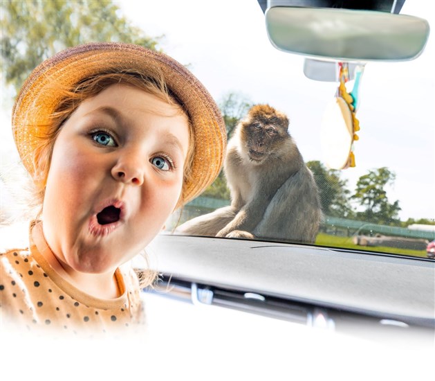 See the animals up close... sometimes just a windscreen width away at Woburn Safari Park!