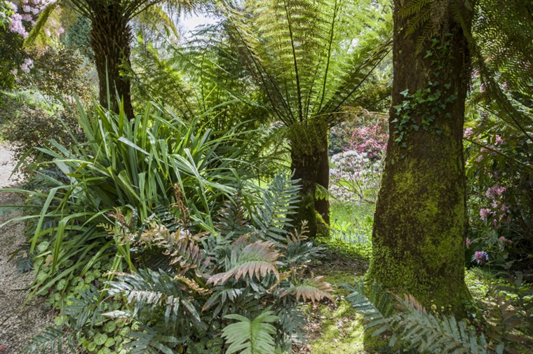 Glendrugan Garden <span style='font-size:8px;'> ®National Trust Images/Carole Drake</span>