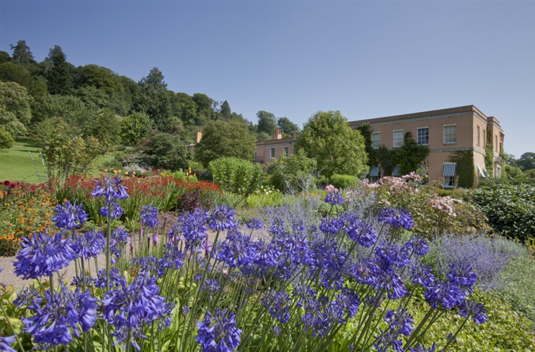 Agapanthus in the border in the garden at Killerton <span style='font-size:8px;'>®National Trust Images/Chris Lacey</span>