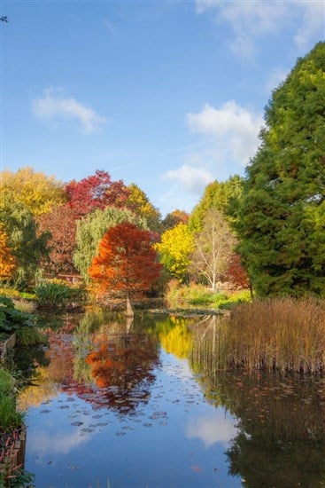 Autumn at the Pond