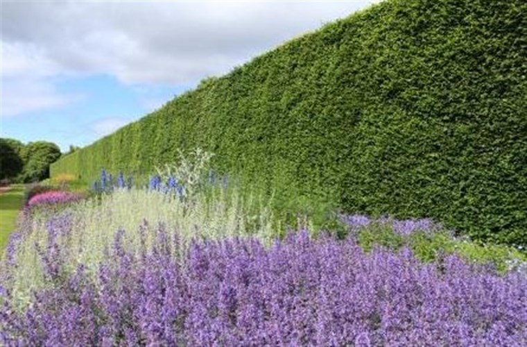 Beech Hedge and Herbaceous Border Images courtesy of Royal Botanic Garden Edinburgh