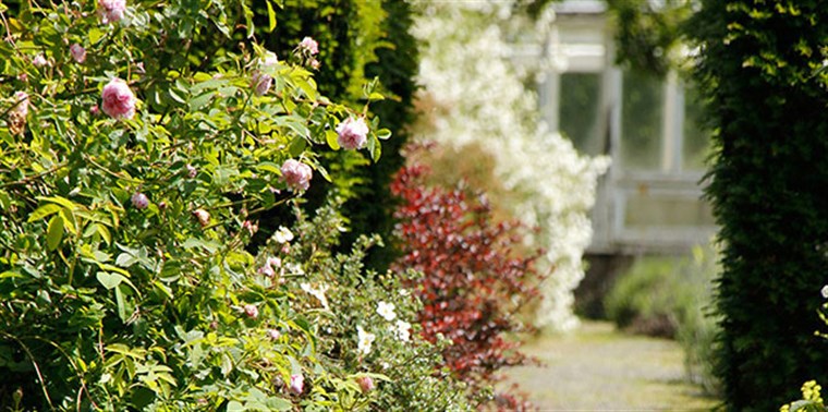  Malleny Garden <span style='font-size:8px;'> ® The National Trust for Scotland </span>