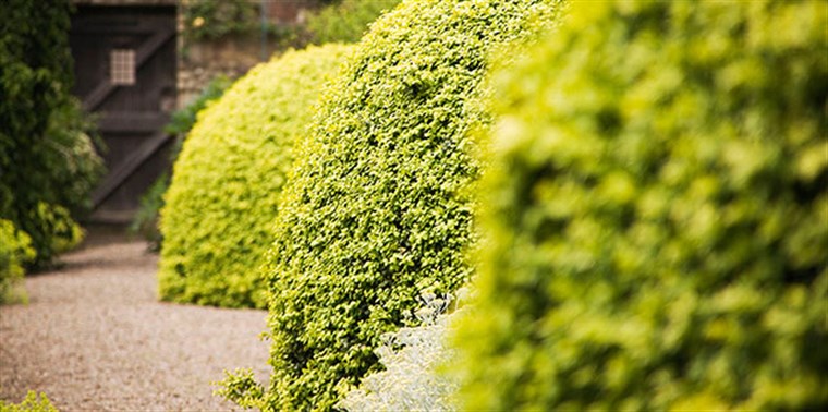 Stunning Walled Gardens<span style='font-size:8px;'> ® The National Trust for Scotland </span>