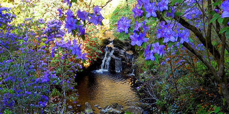 Crarae Garden ® The National Trust for Scotland