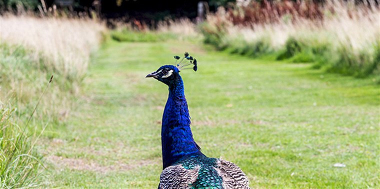 Peacock at House of the Binns ® The National Trust for Scotland