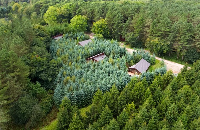 Forest Holidays, Delamere Forest, Cheshire