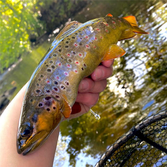 Beautiful trout Photo courtesy of Phillipa Hake