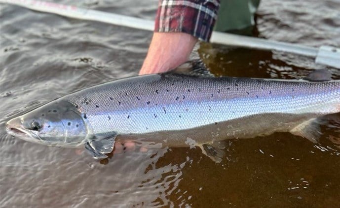 Based on 2021 good grilse numbers this fish from CH is one of what we hope will be many 2 MSW virgin spawners entering the Miramichi in 2022.