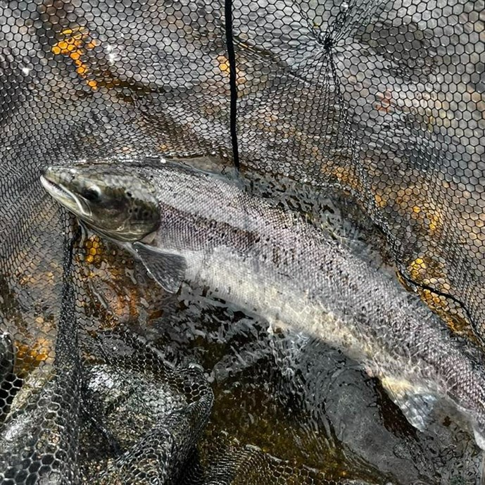 A fine Cargill salmon caught on Thursday